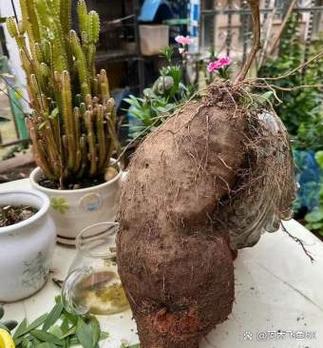 一节山药埋盆里，种山药埋多深-第3张图片-优品飞百科