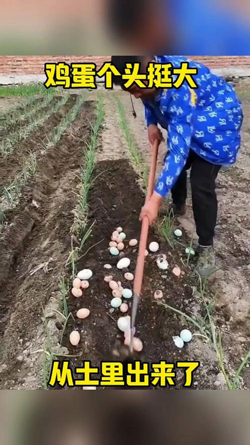 一节山药埋盆里，种山药埋多深-第4张图片-优品飞百科