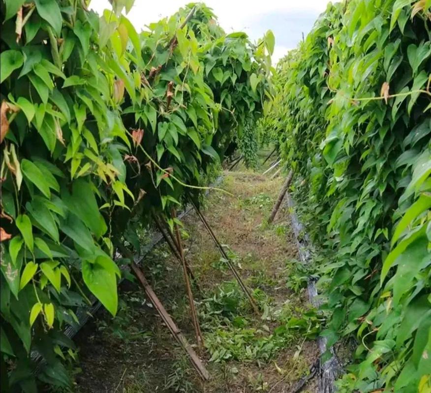 一节山药埋盆里，种山药埋多深-第5张图片-优品飞百科