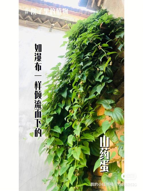 一节山药埋盆里，种山药埋多深-第6张图片-优品飞百科