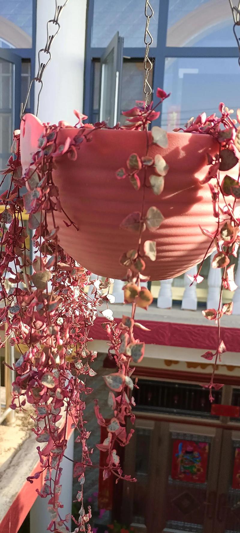 吊兰是水养好还是土养好，吊兰可以水养吗怎么养？