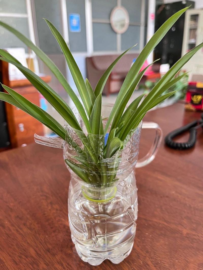 吊兰是水养好还是土养好，吊兰可以水养吗怎么养？-第2张图片-优品飞百科