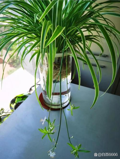 吊兰是水养好还是土养好，吊兰可以水养吗怎么养？-第4张图片-优品飞百科