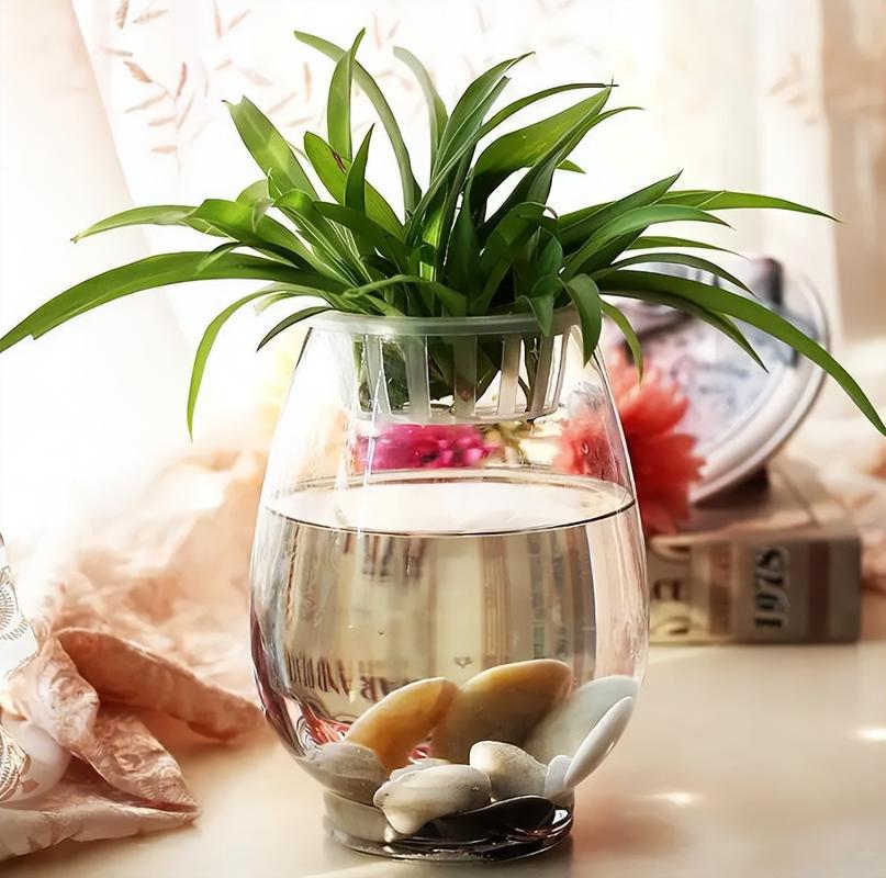 吊兰是水养好还是土养好，吊兰可以水养吗怎么养？-第5张图片-优品飞百科