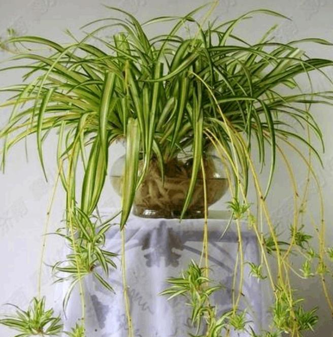 吊兰是水养好还是土养好，吊兰可以水养吗怎么养？-第6张图片-优品飞百科