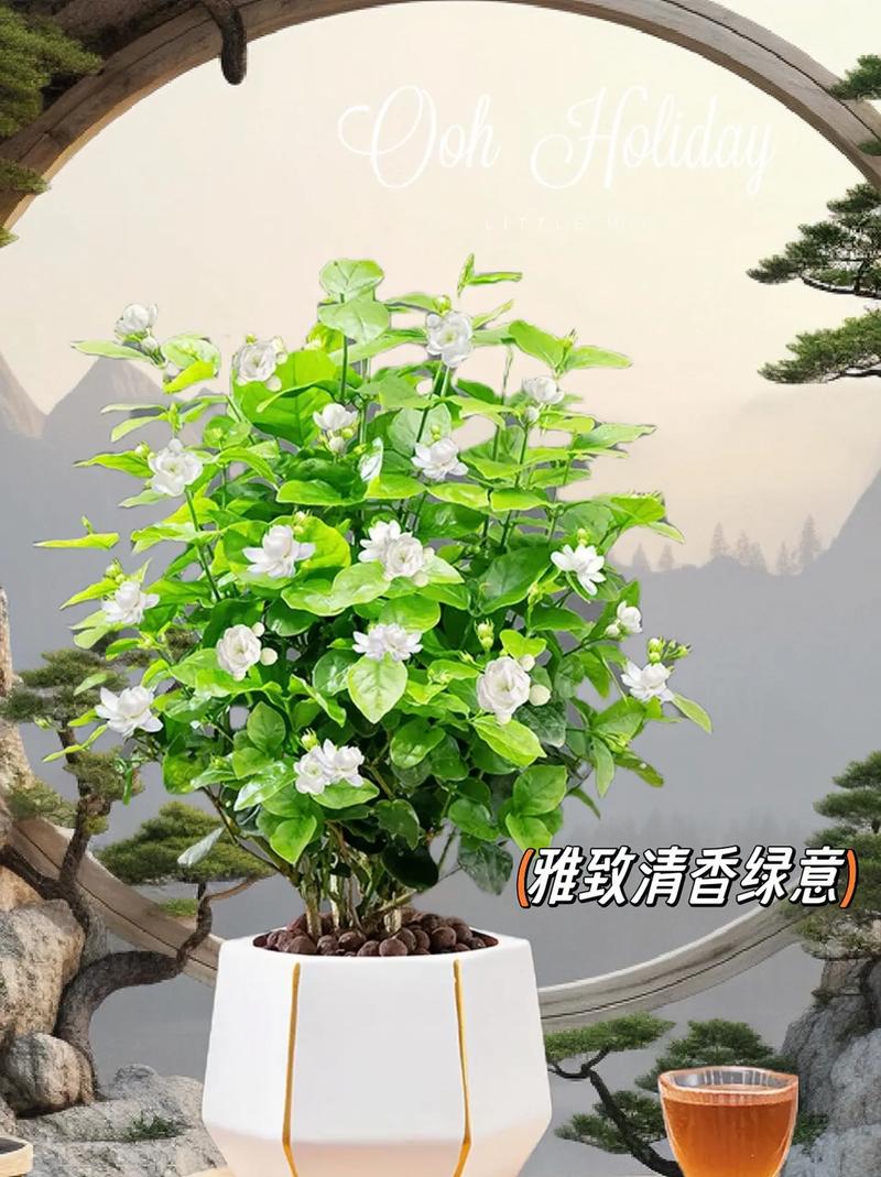 茉莉花冬天怎么养，茉莉花冬天怎么养才能安全过冬视频？