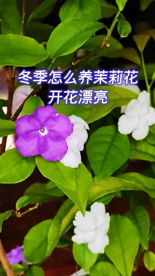 茉莉花冬天怎么养，茉莉花冬天怎么养才能安全过冬视频？-第2张图片-优品飞百科