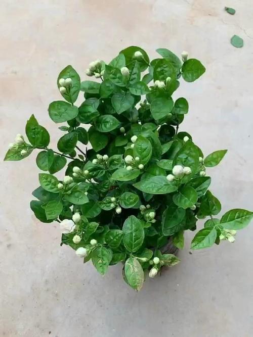 茉莉花冬天怎么养，茉莉花冬天怎么养才能安全过冬视频？-第3张图片-优品飞百科