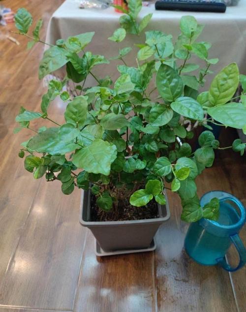 茉莉花冬天怎么养，茉莉花冬天怎么养才能安全过冬视频？-第4张图片-优品飞百科