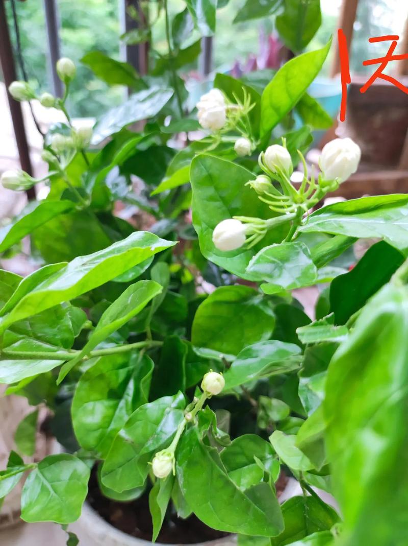 茉莉花冬天怎么养，茉莉花冬天怎么养才能安全过冬视频？-第5张图片-优品飞百科