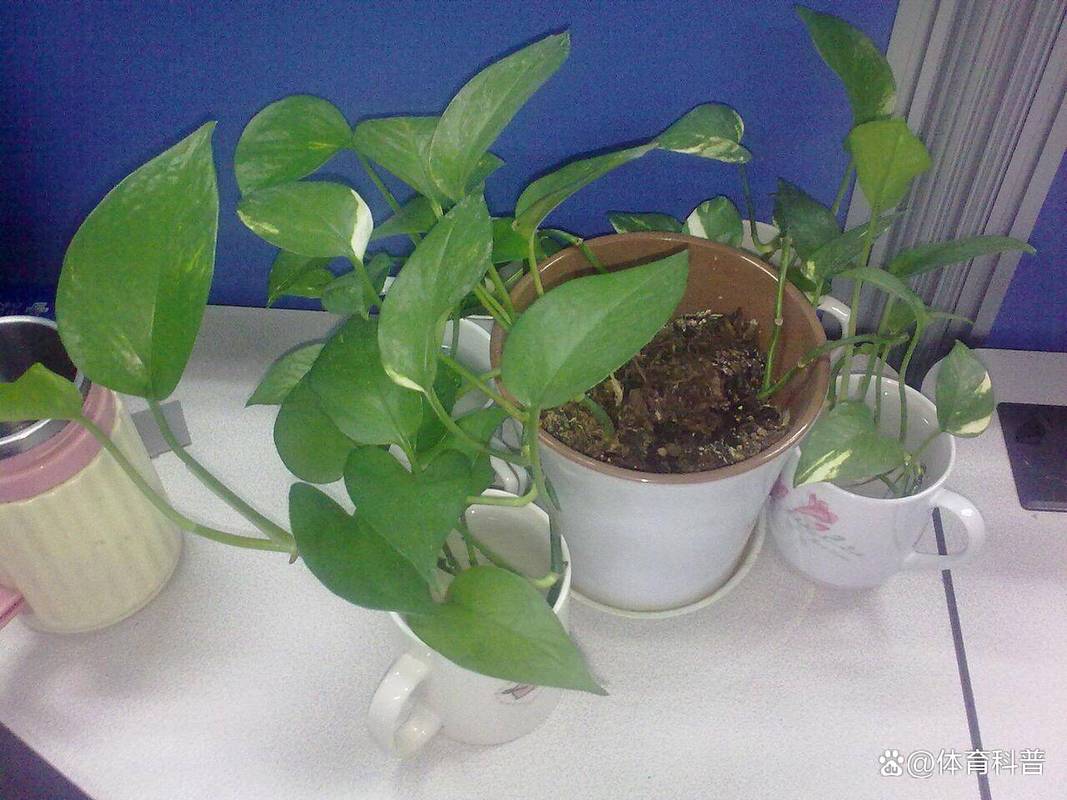 绿萝扎根绳子，绿萝扎根绳子怎么绑？