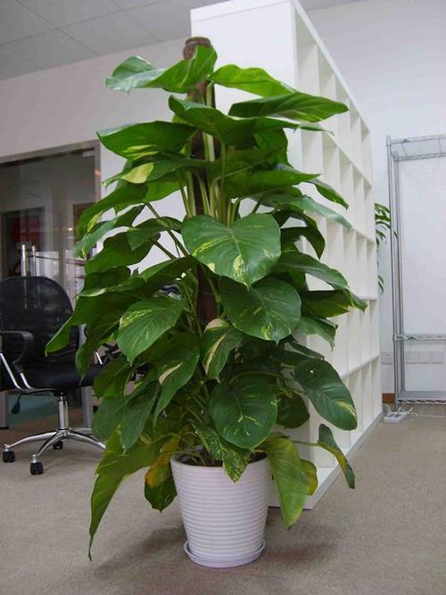 绿萝扎根绳子,绿萝扎根绳子怎么绑?-第3张图片-优品飞百科 绿萝扎根绳子,绿萝扎根绳子怎么绑?-第3张图片-优品飞百科