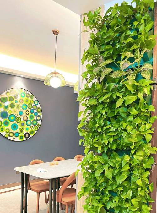 绿萝扎根绳子,绿萝扎根绳子怎么绑?-第2张图片-优品飞百科 绿萝扎根绳子,绿萝扎根绳子怎么绑?-第2张图片-优品飞百科