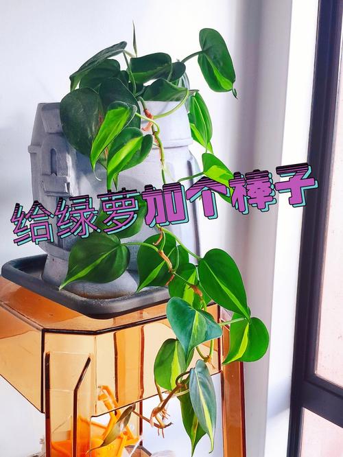 绿萝扎根绳子,绿萝扎根绳子怎么绑?-第4张图片-优品飞百科 绿萝扎根绳子,绿萝扎根绳子怎么绑?-第4张图片-优品飞百科