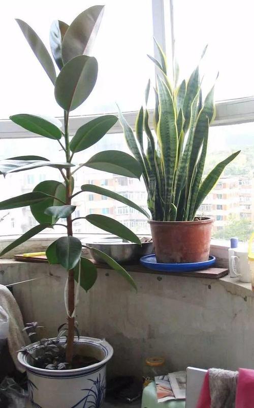 绿萝扎根绳子,绿萝扎根绳子怎么绑?-第5张图片-优品飞百科 绿萝扎根绳子,绿萝扎根绳子怎么绑?-第5张图片-优品飞百科