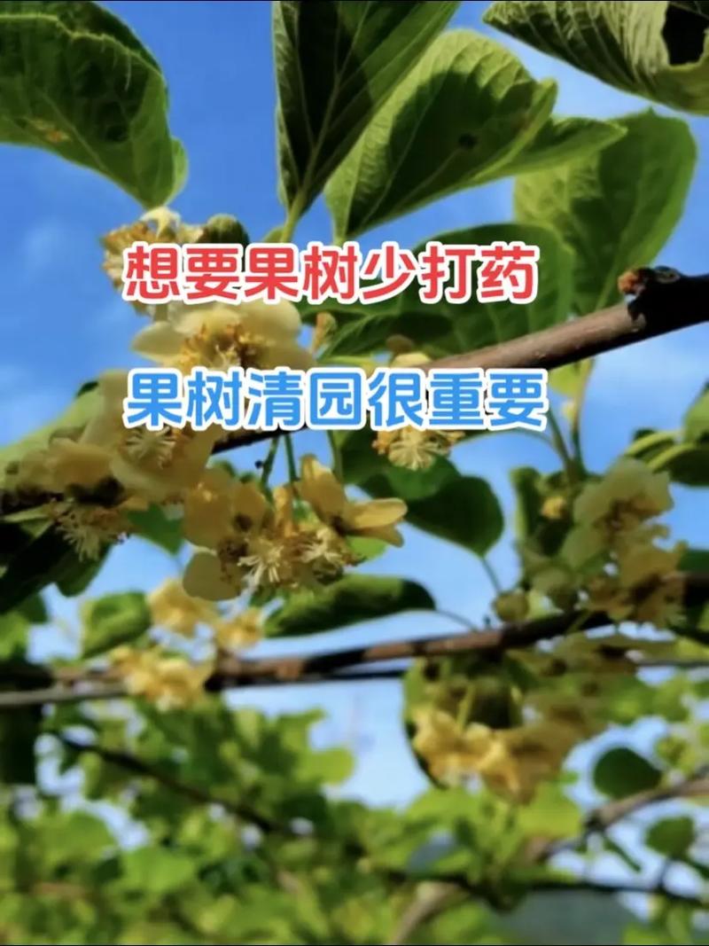 果树打药时间?果树打药时间比较好什么时候??-第2张图片-优品飞百科 果树打药时间?果树打药时间比较好什么时候??-第2张图片-优品飞百科