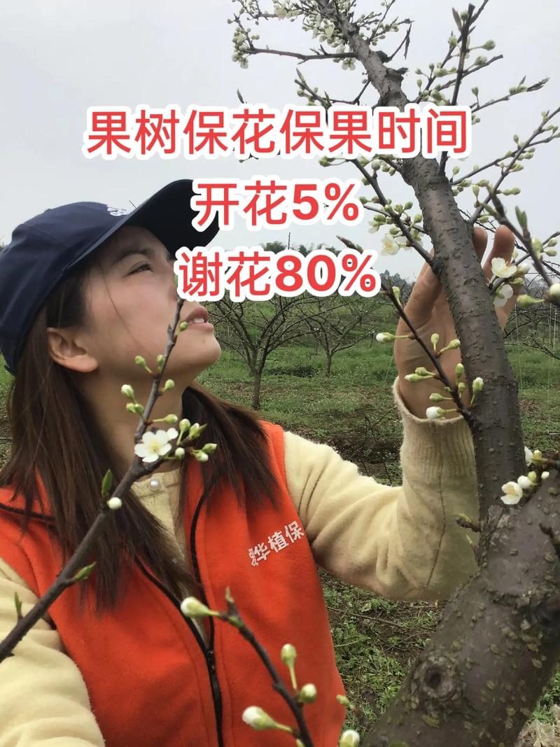 果树打药时间?果树打药时间比较好什么时候??-第4张图片-优品飞百科 果树打药时间?果树打药时间比较好什么时候??-第4张图片-优品飞百科