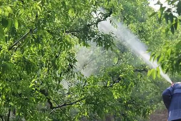 果树打药时间?果树打药时间比较好什么时候??-第5张图片-优品飞百科 果树打药时间?果树打药时间比较好什么时候??-第5张图片-优品飞百科