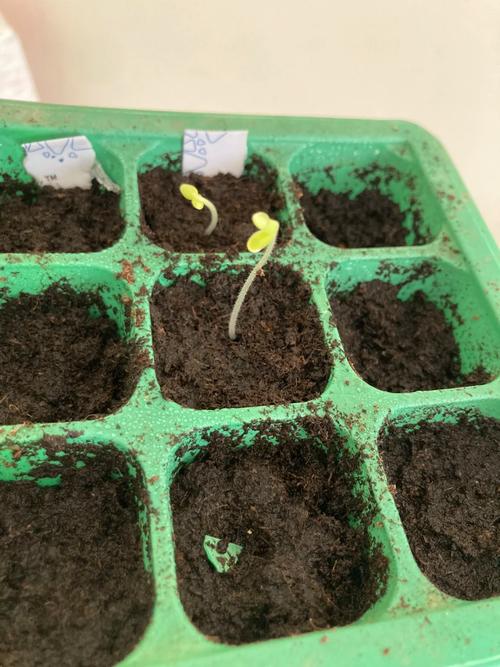 薰衣草种子怎么催芽，薰衣草种子催芽时间-第2张图片-优品飞百科