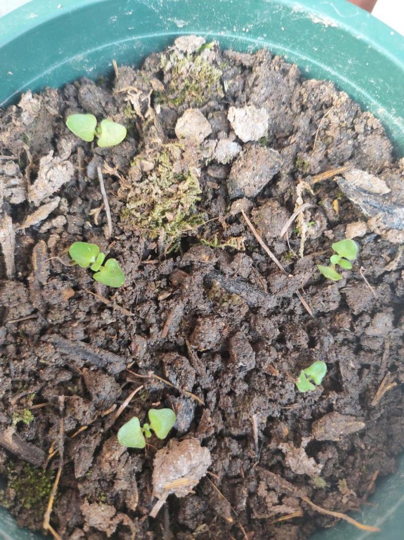 薰衣草种子怎么催芽，薰衣草种子催芽时间-第3张图片-优品飞百科