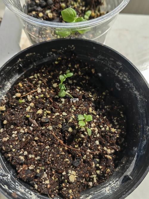 薰衣草种子怎么催芽，薰衣草种子催芽时间-第4张图片-优品飞百科