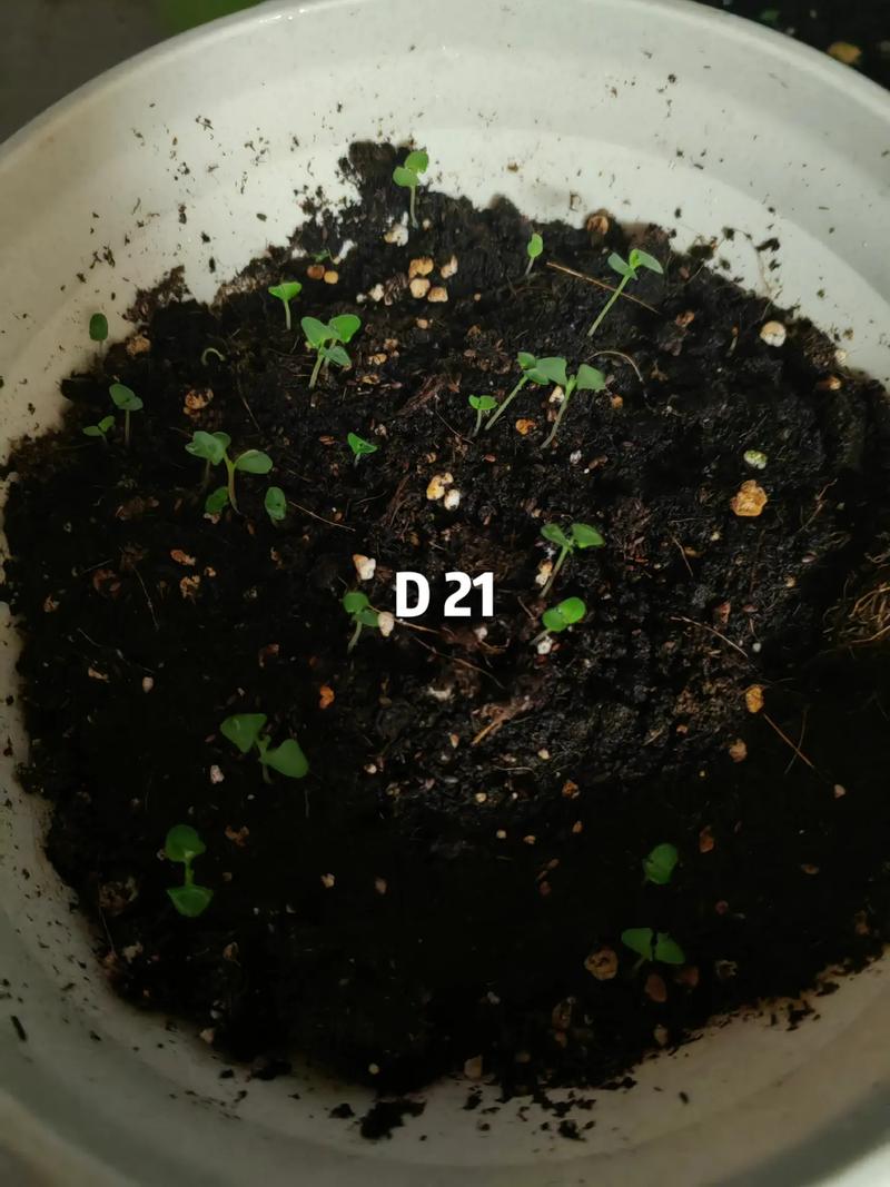 薰衣草种子怎么催芽，薰衣草种子催芽时间-第5张图片-优品飞百科