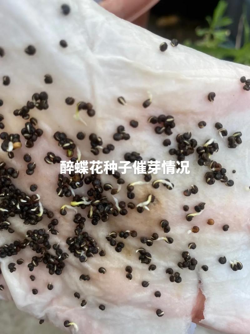 薰衣草种子怎么催芽，薰衣草种子催芽时间-第6张图片-优品飞百科