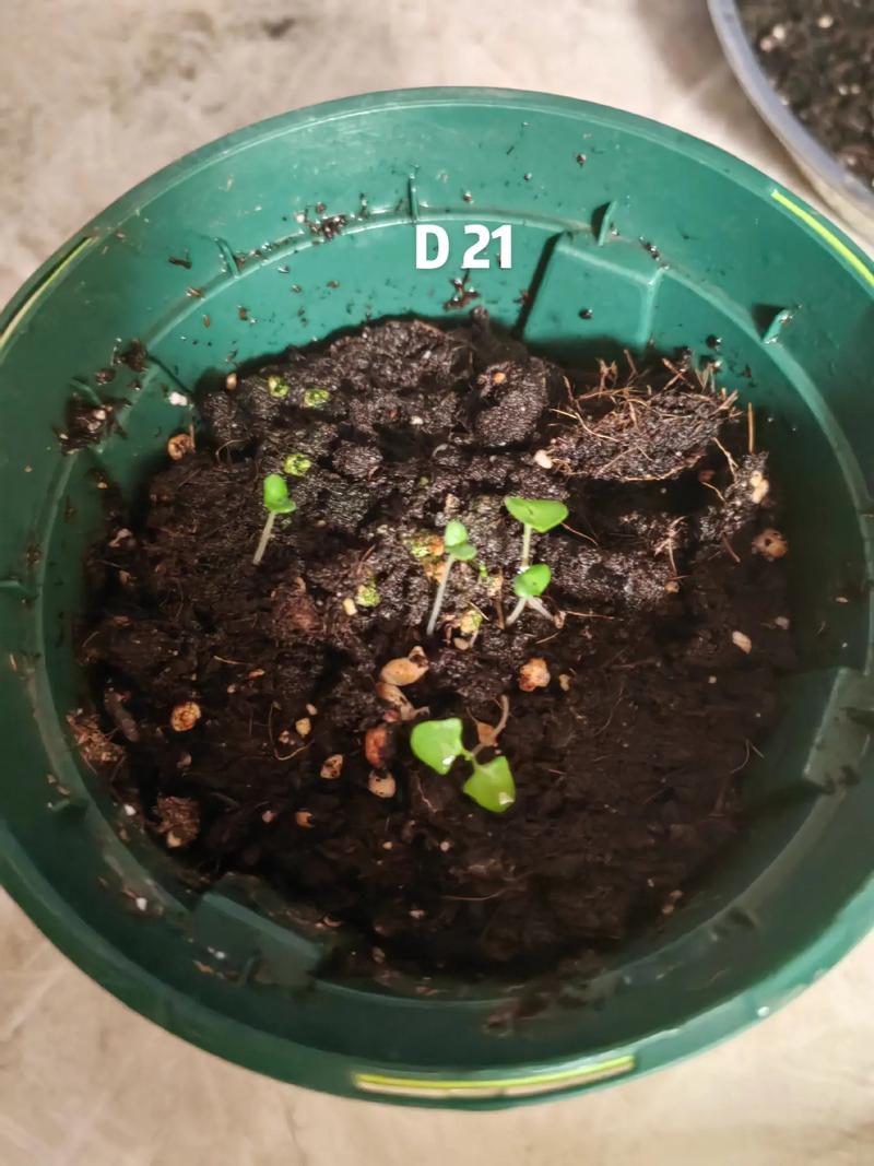 薰衣草种子怎么催芽，薰衣草种子催芽时间-第7张图片-优品飞百科