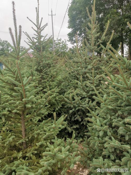 云杉树苗的育苗技术，云杉树苗图片？
