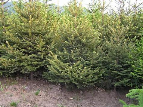 云杉树苗的育苗技术，云杉树苗图片？-第2张图片-优品飞百科