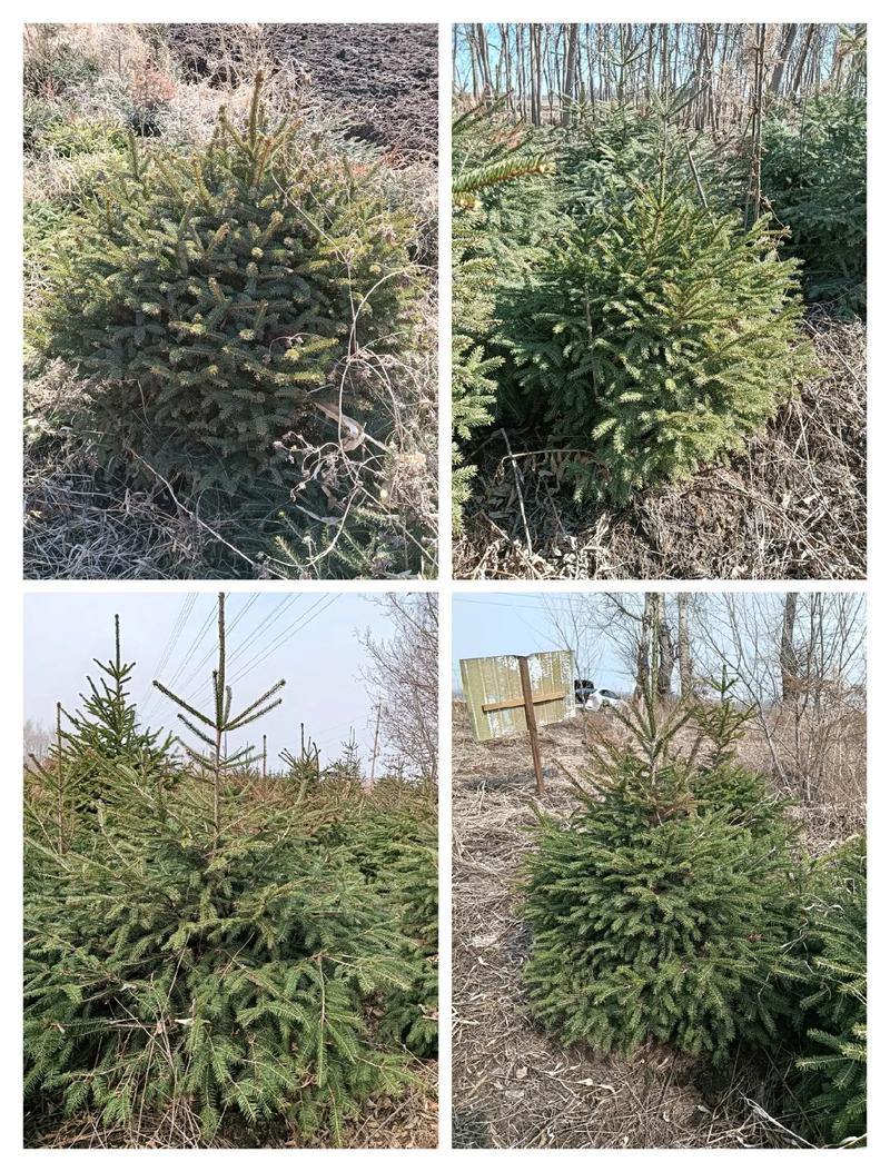 云杉树苗的育苗技术，云杉树苗图片？-第3张图片-优品飞百科