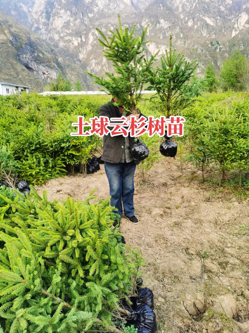 云杉树苗的育苗技术，云杉树苗图片？-第4张图片-优品飞百科