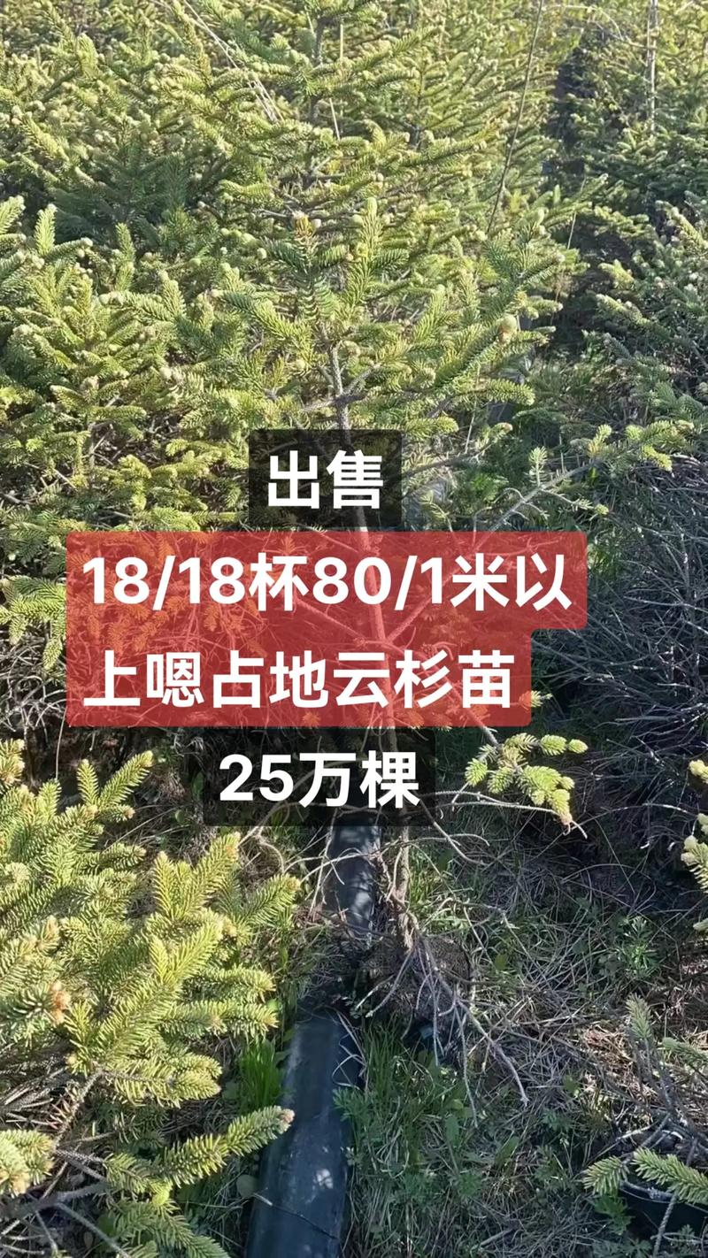 云杉树苗的育苗技术，云杉树苗图片？-第5张图片-优品飞百科