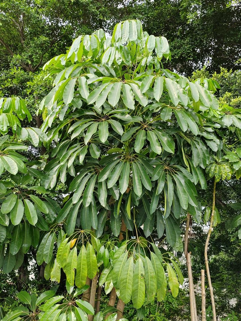 鹅掌柴秋天怎么养？鹅掌柴春天如何浇水施肥？