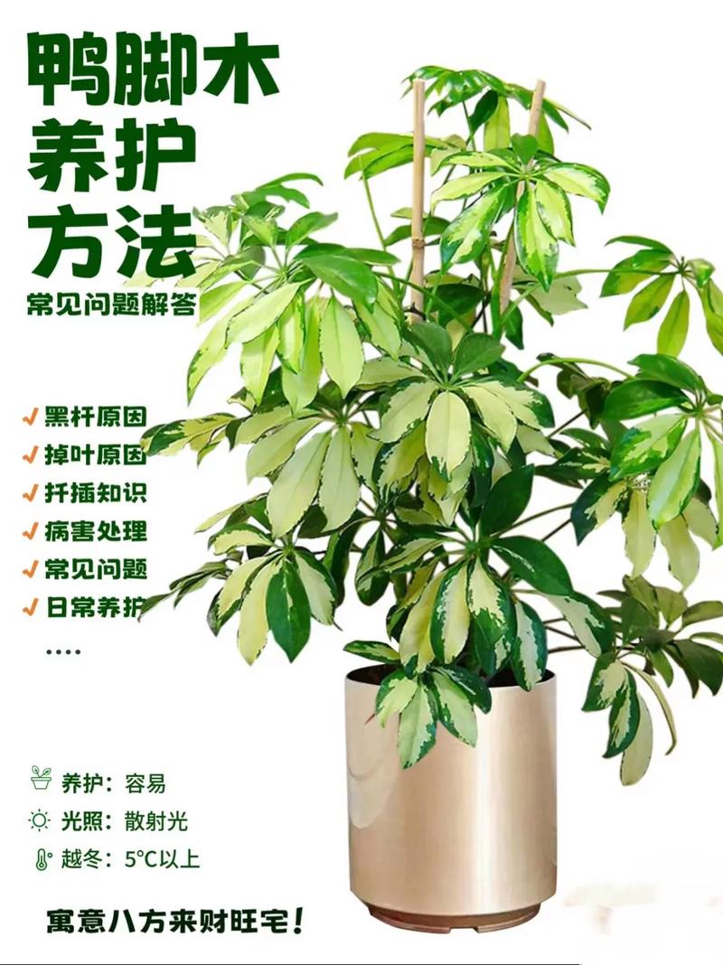 鹅掌柴秋天怎么养？鹅掌柴春天如何浇水施肥？-第3张图片-优品飞百科