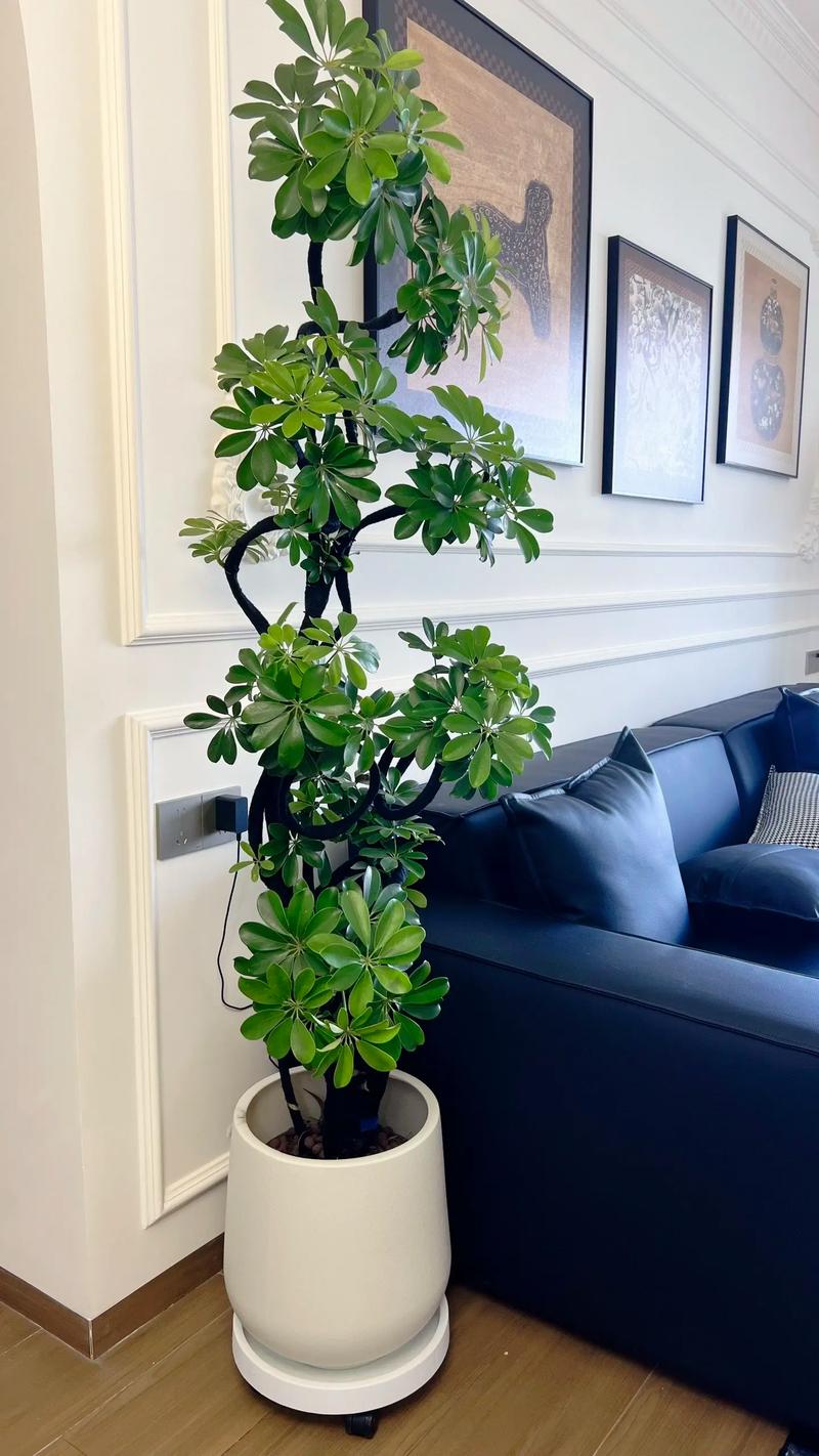 鹅掌柴秋天怎么养？鹅掌柴春天如何浇水施肥？-第4张图片-优品飞百科