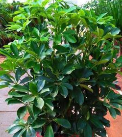 鹅掌柴秋天怎么养？鹅掌柴春天如何浇水施肥？-第5张图片-优品飞百科