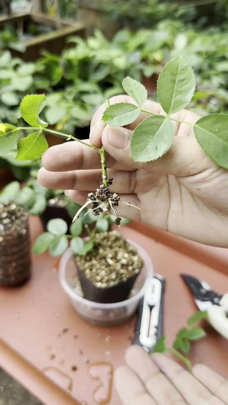 苦水玫瑰怎么浇水,苦水玫瑰怎么浇水好?-第3张图片-优品飞百科 苦水玫瑰怎么浇水,苦水玫瑰怎么浇水好?-第3张图片-优品飞百科