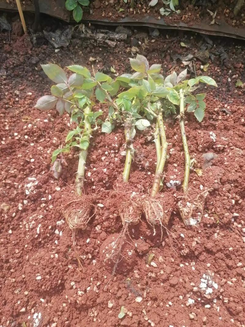 苦水玫瑰怎么浇水,苦水玫瑰怎么浇水好?-第4张图片-优品飞百科 苦水玫瑰怎么浇水,苦水玫瑰怎么浇水好?-第4张图片-优品飞百科