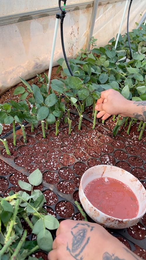 苦水玫瑰怎么浇水,苦水玫瑰怎么浇水好?-第6张图片-优品飞百科 苦水玫瑰怎么浇水,苦水玫瑰怎么浇水好?-第6张图片-优品飞百科