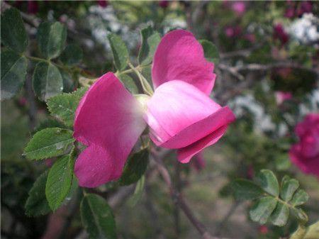 苦水玫瑰怎么浇水,苦水玫瑰怎么浇水好?-第7张图片-优品飞百科 苦水玫瑰怎么浇水,苦水玫瑰怎么浇水好?-第7张图片-优品飞百科