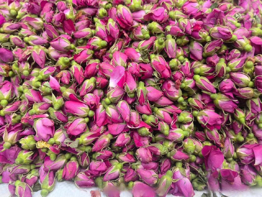 苦水玫瑰怎么浇水,苦水玫瑰怎么浇水好?-第8张图片-优品飞百科 苦水玫瑰怎么浇水,苦水玫瑰怎么浇水好?-第8张图片-优品飞百科