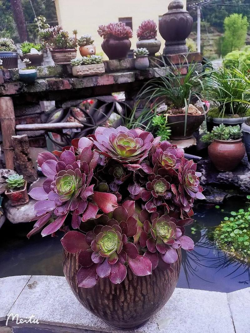 黑法师冬天怎么养，黑法师冬天养护视频？