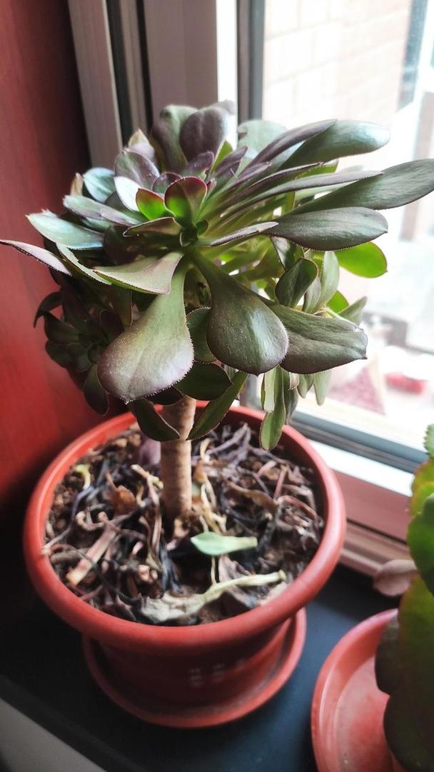 黑法师冬天怎么养，黑法师冬天养护视频？-第3张图片-优品飞百科