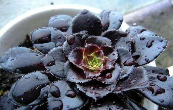 黑法师冬天怎么养，黑法师冬天养护视频？-第4张图片-优品飞百科