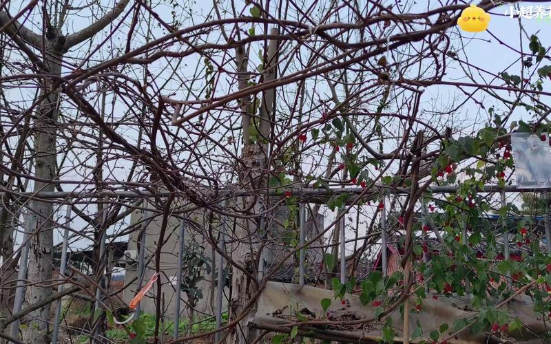 黑法师冬天怎么养，黑法师冬天养护视频？-第5张图片-优品飞百科