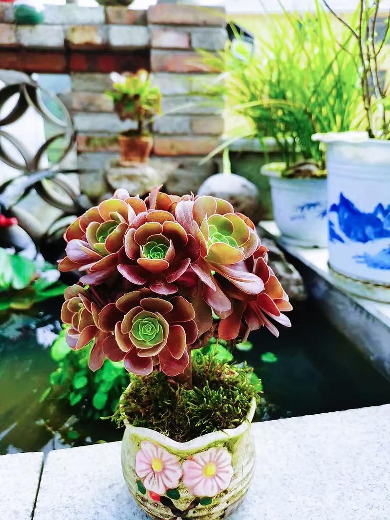 黑法师冬天怎么养，黑法师冬天养护视频？-第7张图片-优品飞百科