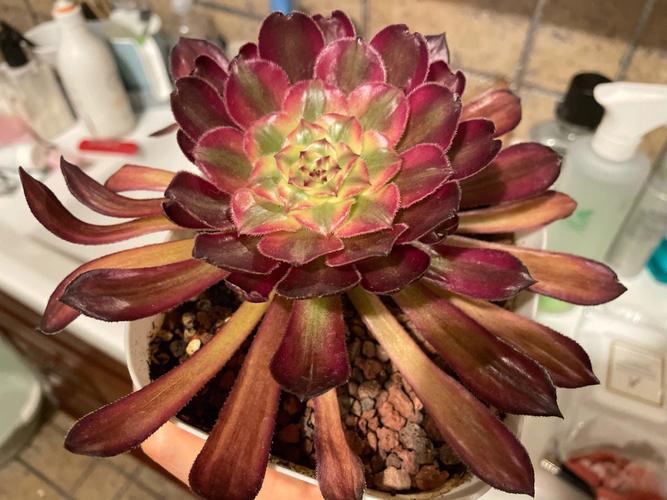 黑法师冬天怎么养，黑法师冬天养护视频？-第6张图片-优品飞百科