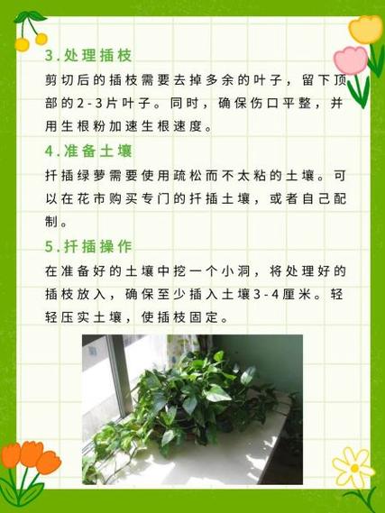 大叶绿萝扦插方法，大叶绿萝扦插方法视频-第4张图片-优品飞百科