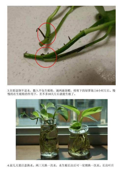 大叶绿萝扦插方法，大叶绿萝扦插方法视频-第5张图片-优品飞百科